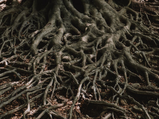 Root of SCJ