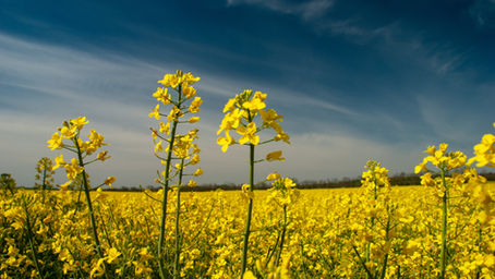 Canola tourists urged to stay out of crops