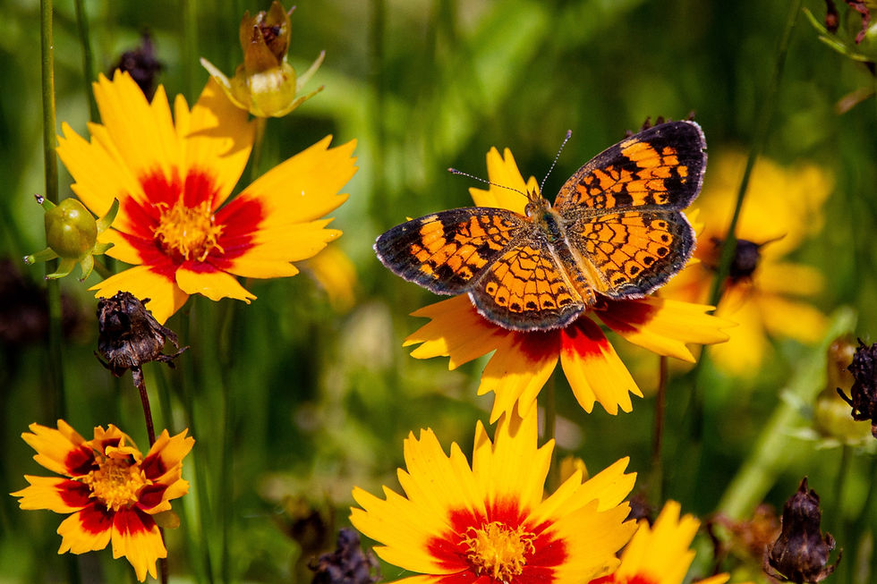 Karl Watzke Gartenbau: Ideale Pflanzen für heiße Sommer