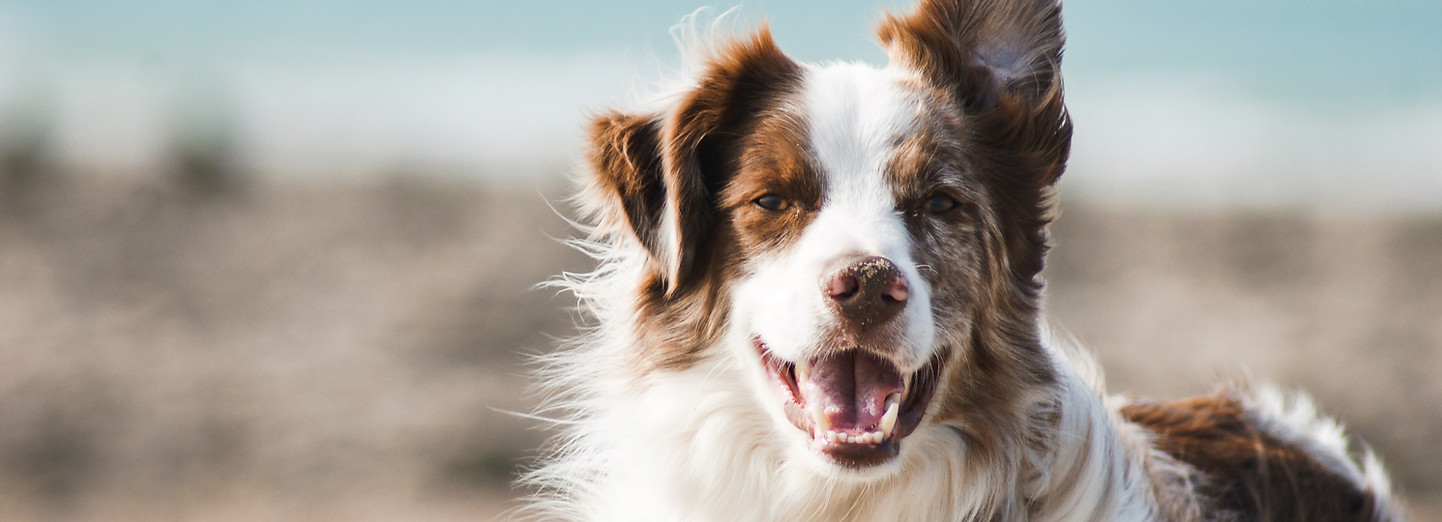 Ein Hund mit Sand an der Nase am Strand