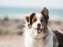 The Best Dog Breeds for House and Children Protection