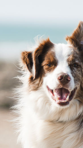 Canine Communication: What are our dogs trying to tell us?