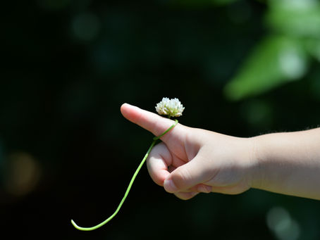 Child’s hand gently holding a small white flower against a soft green natural background