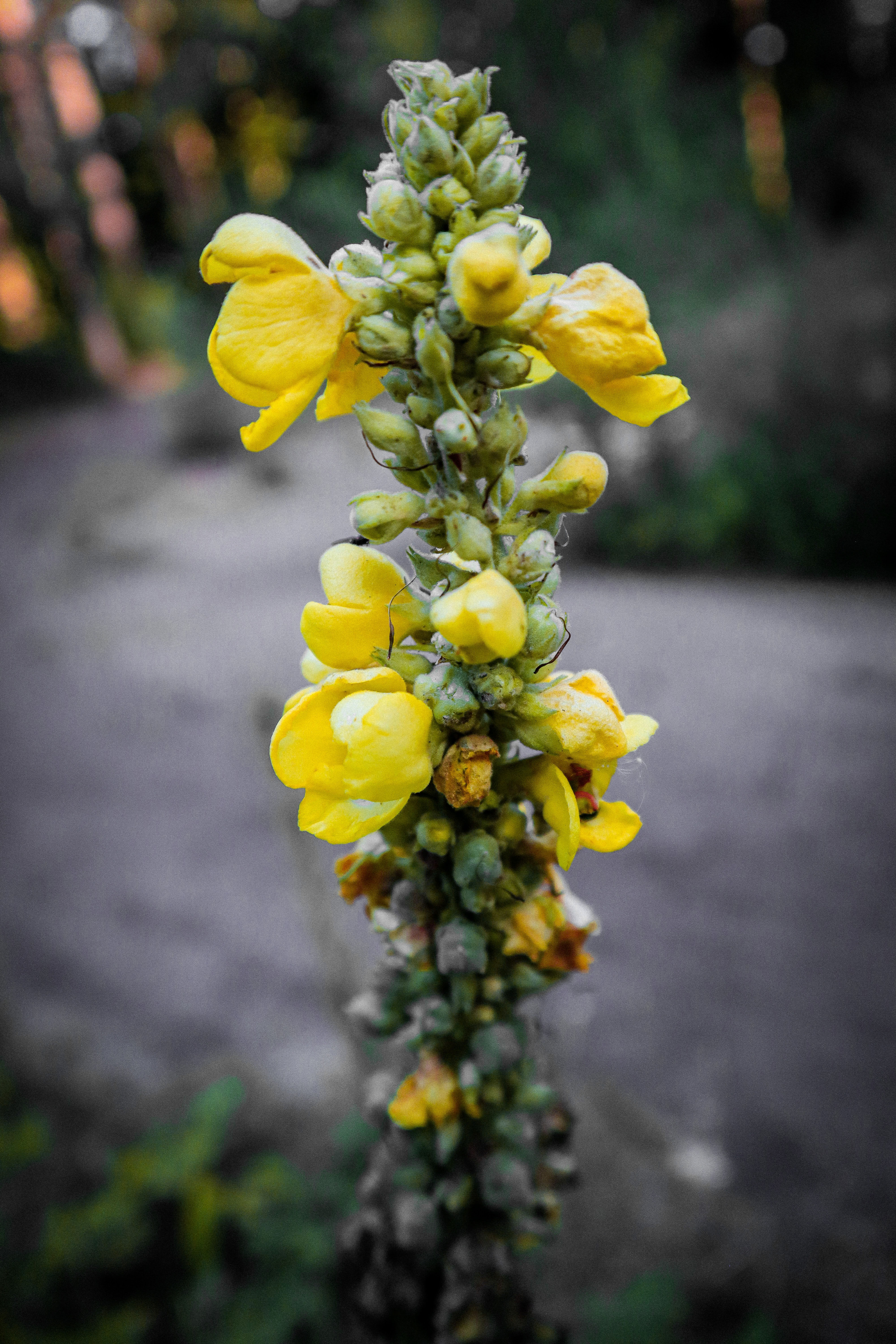Mullein Leaf
