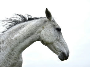 Oaklawn Handicap: grey power to thwart returning 3yo stars at 6/1