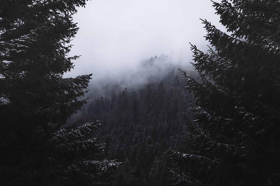 Image by Lili Kovac