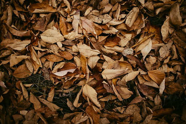 Image by Wes Hicks