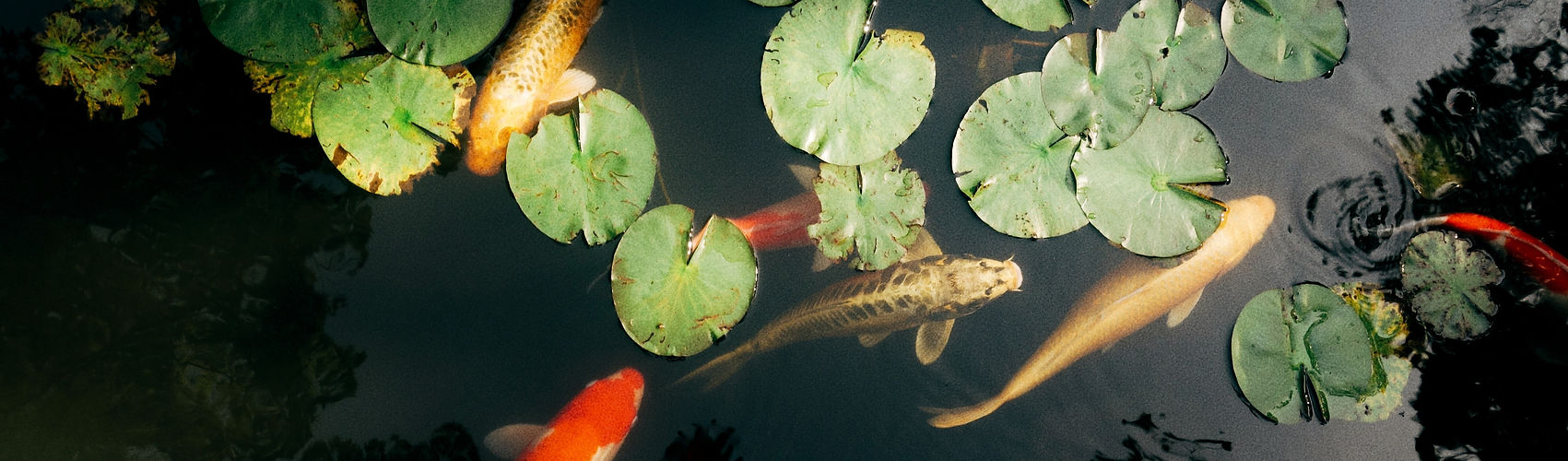 Image by Anne Laure P