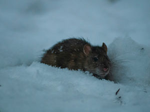 Winter Wildlife Intrusions: Why Mice, Rats & Squirrels Invade Homes Across CT & NY — And How to Protect Your Property Humanely