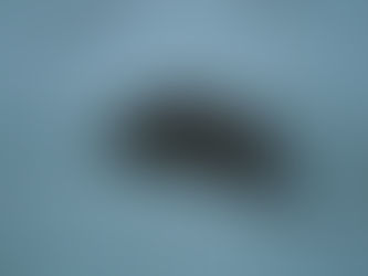 Winter Wildlife Intrusions: Why Mice, Rats & Squirrels Invade Homes Across CT & NY — And How to Protect Your Property Humanely