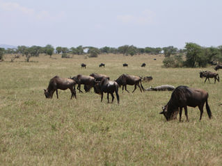 Serengeti Migration Safari from Zanzibar: When, Where, Cost, Routes & Best Itineraries