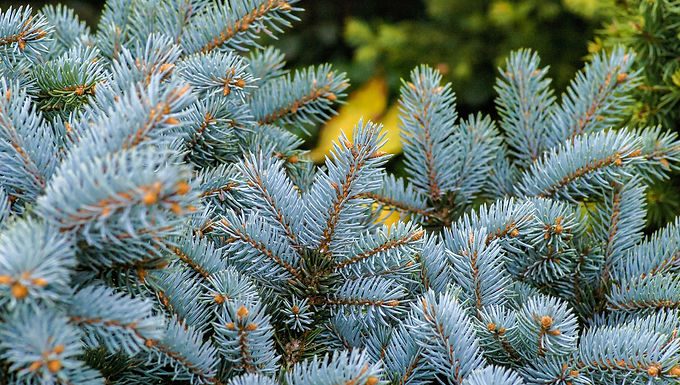 Spruce, Norway (PICEA ABIES) - 'PAULS SELECT' Norway Spruce