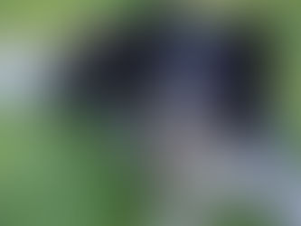 Wieviel Auslastung braucht ein Hund wirklich?