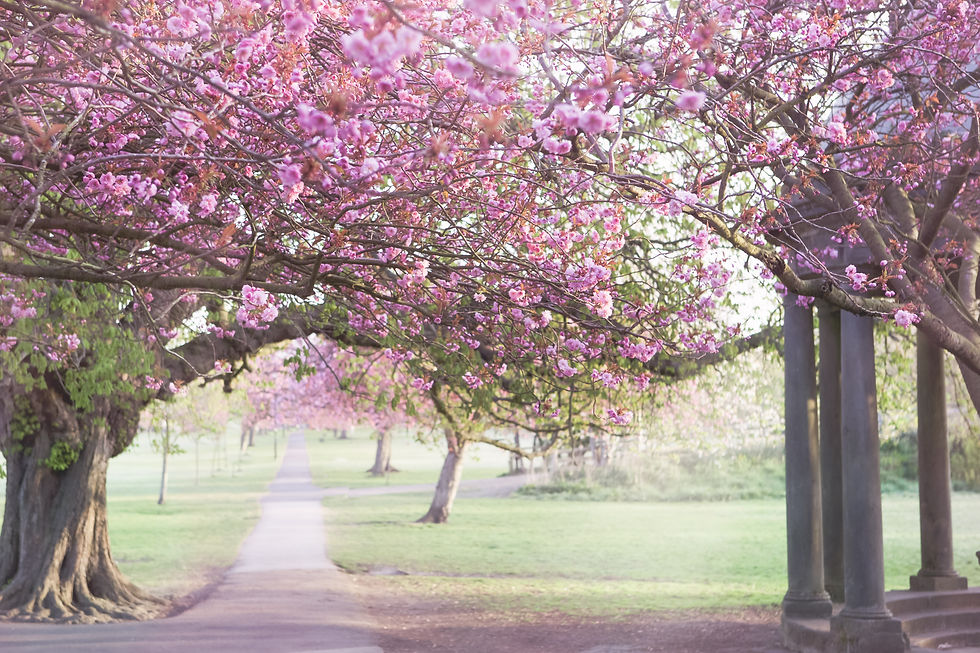 Cherry Blossoms over a path