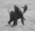 Young African elephant running through tall grass.