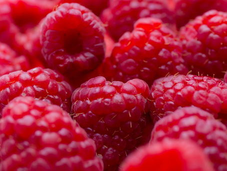 Growing thornless 'Nova' raspberries