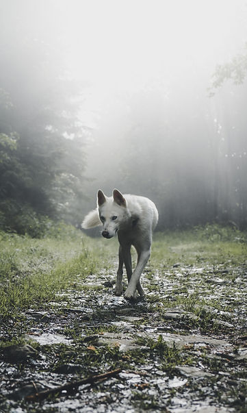 Image by Marek Szturc
