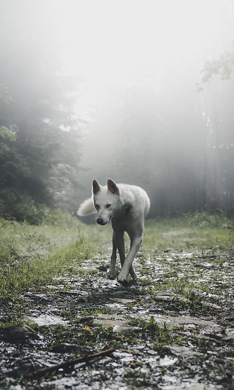 Image by Marek Szturc