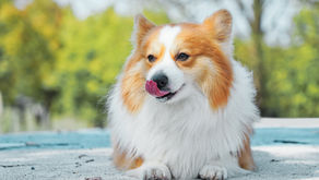 Dog body language