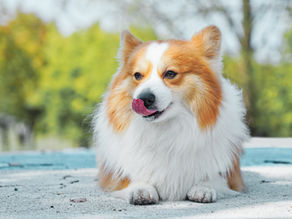 Navigating Canine Stress: The Critical Role of Space in Dog Behaviour Management