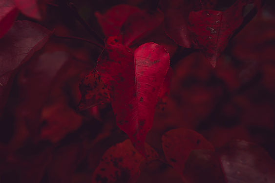 Image by Timothy Dykes