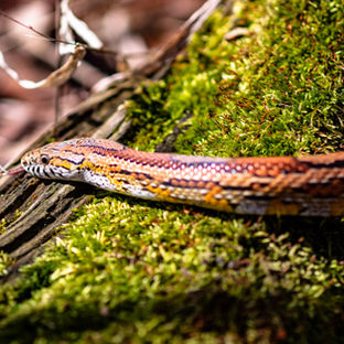 The Corn Snake