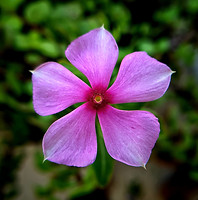 Image by Steve GoMes