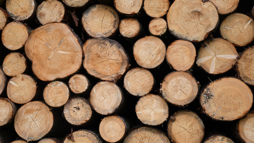 Rundholz, Holz