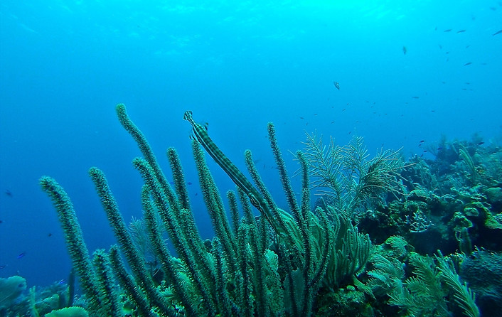 pipe fish on reef in arguineguin