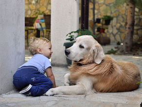 Mascotas y bebés: 5 consejos para tener en cuenta si tienes a un recién nacido en casa