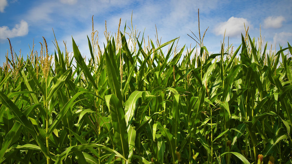 Milho fecha com leves altas em Chicago nesta 3ª feira e contrato dez/26 acima dos US$ 5/bushel