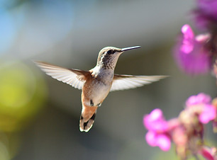 oiseau.png