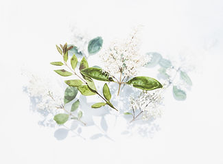 Image by Evie S.