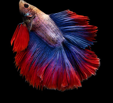 Betta Fish