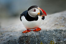 Image by Ray Hennessy