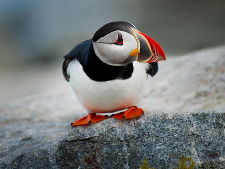 Puffin Power! 💙🧡🐧