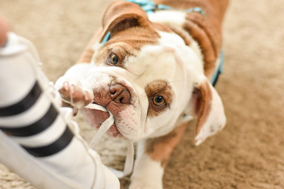 Hond reageert af op schoen