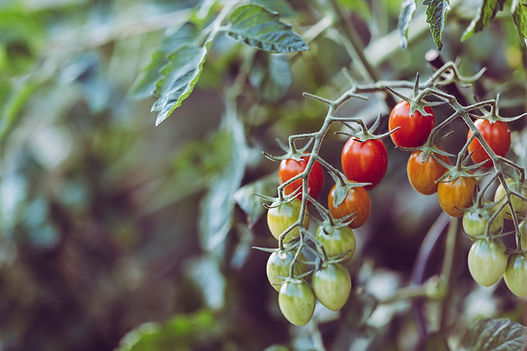 Image by Markus Spiske
