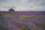 Provence, France: A Lavender-Laden Dream