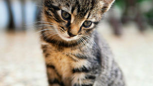 Por que devemos cuidar dos animais que vivem na cidade?