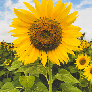 Sunflowers