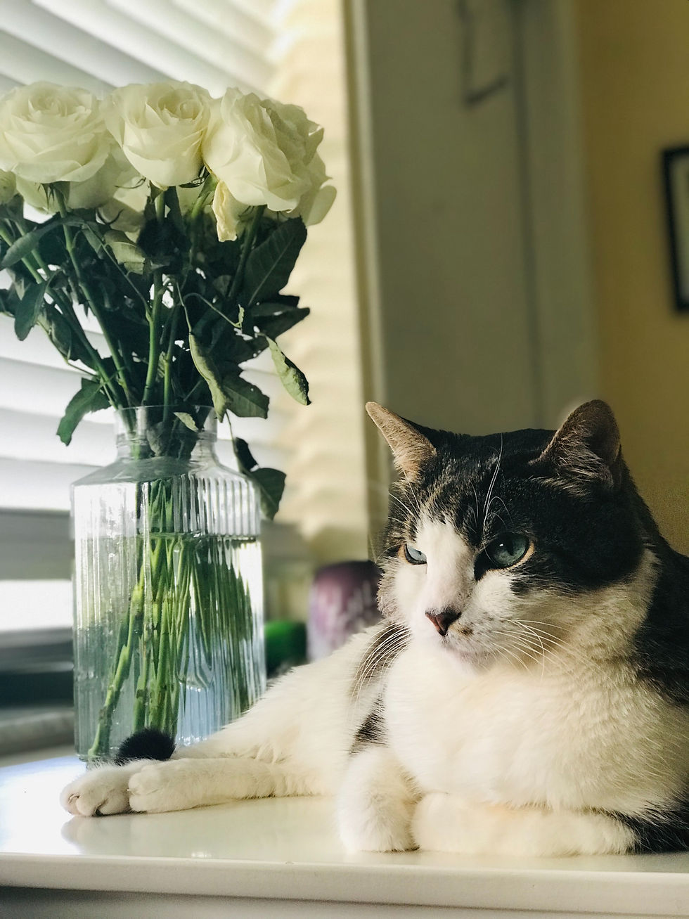 Best Practices For Cat Sitting