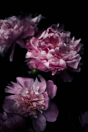 Image by Annie Spratt