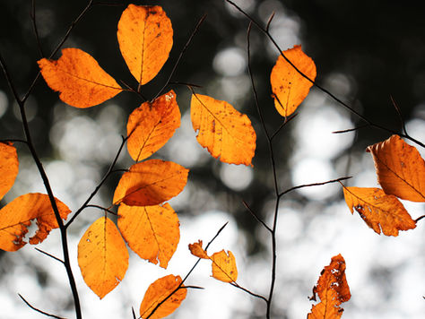 Mystic Grimoire: Falling Leaf Love Enchantment