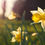 Thumbnail: Daffodil Flower Essence
