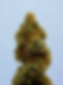 What THC Percentage Is Actually Strong?