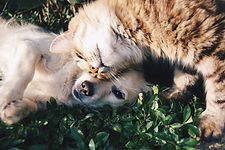 Image by Krista Mangulsone