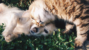 Moving with Pets? Here’s Your Essential Guide to a Smooth Transition
