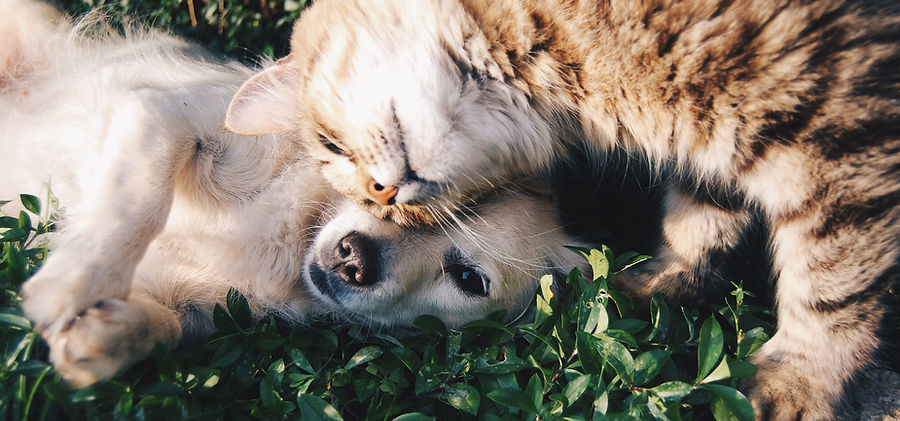 Image by Krista Mangulsone