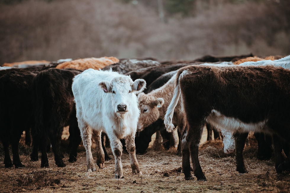 Image by Annie Spratt